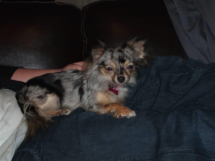 Chihuahua Gucci billede 8