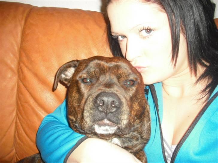 Amerikansk staffordshire terrier - Bessie <3 billede 2