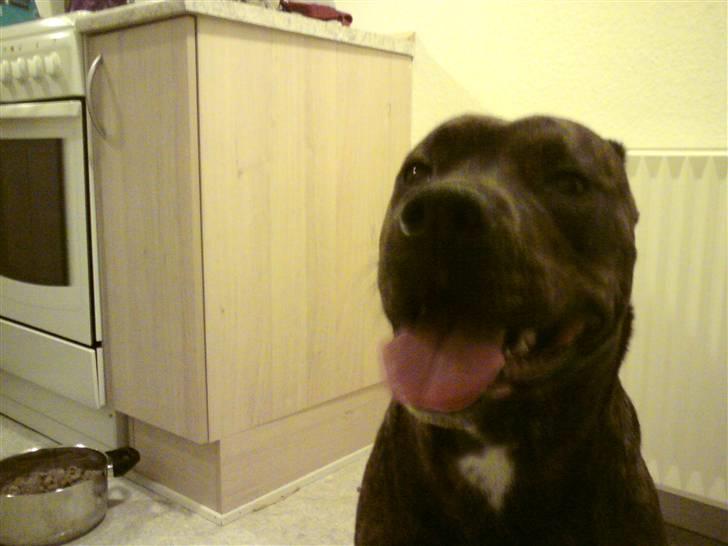 Amerikansk staffordshire terrier - Bessie <3 billede 3