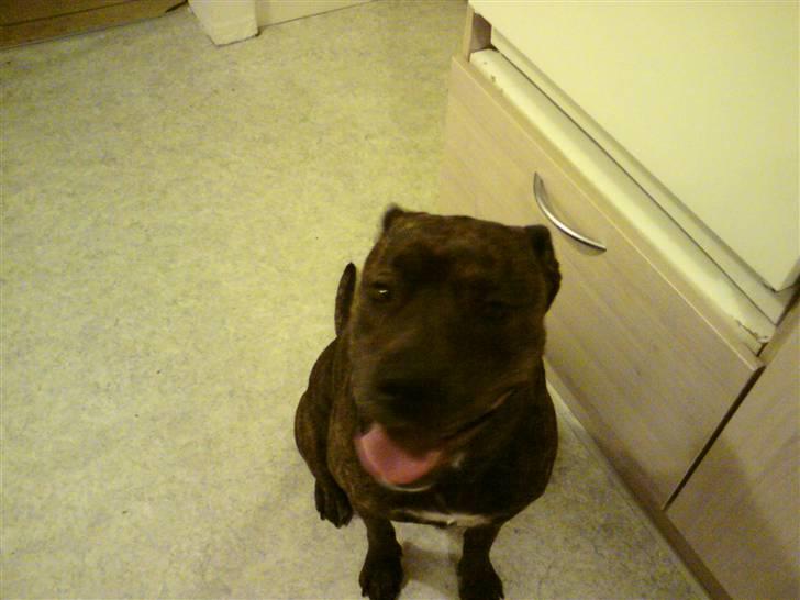 Amerikansk staffordshire terrier - Bessie <3 billede 4