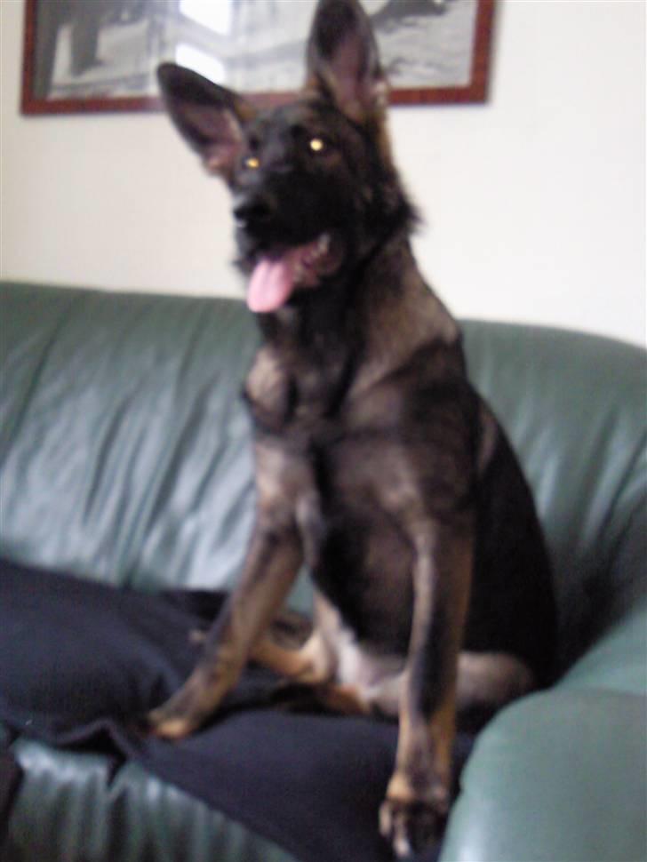 Schæferhund Tiwaz billede 3