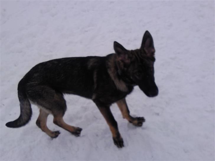 Schæferhund Tiwaz billede 4