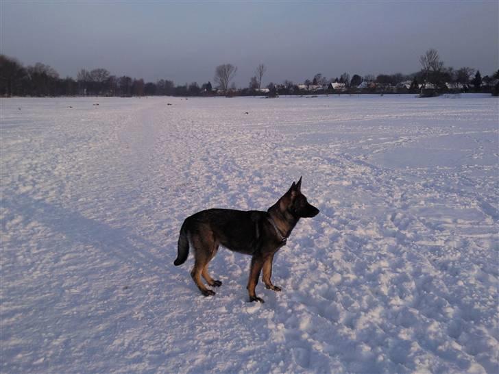 Schæferhund Tiwaz billede 5