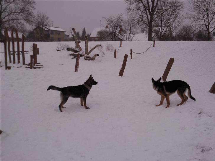 Schæferhund Tiwaz billede 6