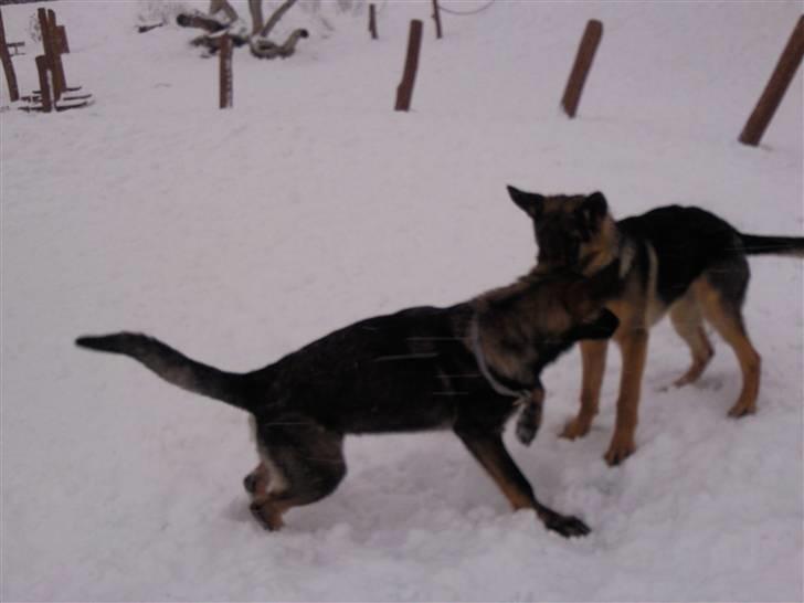 Schæferhund Tiwaz billede 7
