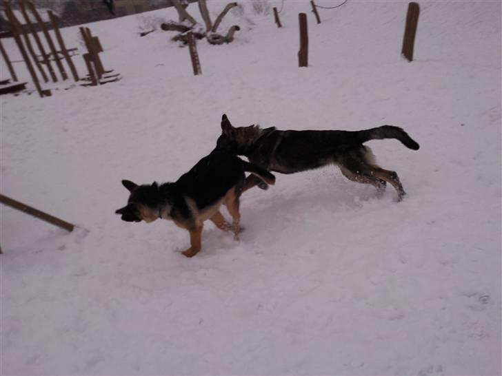 Schæferhund Tiwaz billede 9