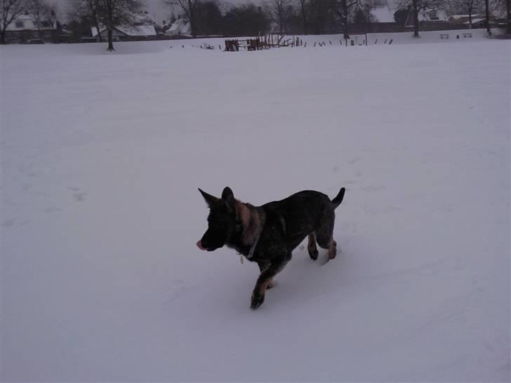 Schæferhund Tiwaz billede 10