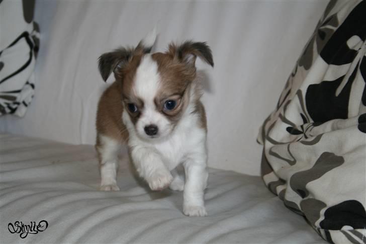 Chihuahua Maslaks Ada - 46 dage gammel billede 9