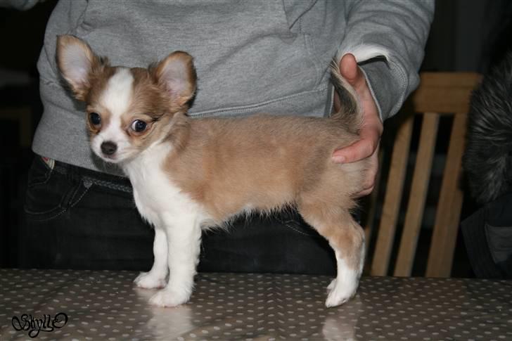 Chihuahua Maslaks Ada - 72 dage gammel billede 7