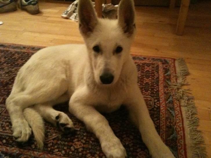 Hvid schæfer Enook billede 1