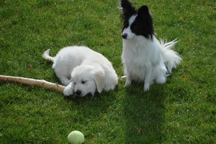 Golden retriever BALOU - er vi da ikke så søde og se på. billede 12