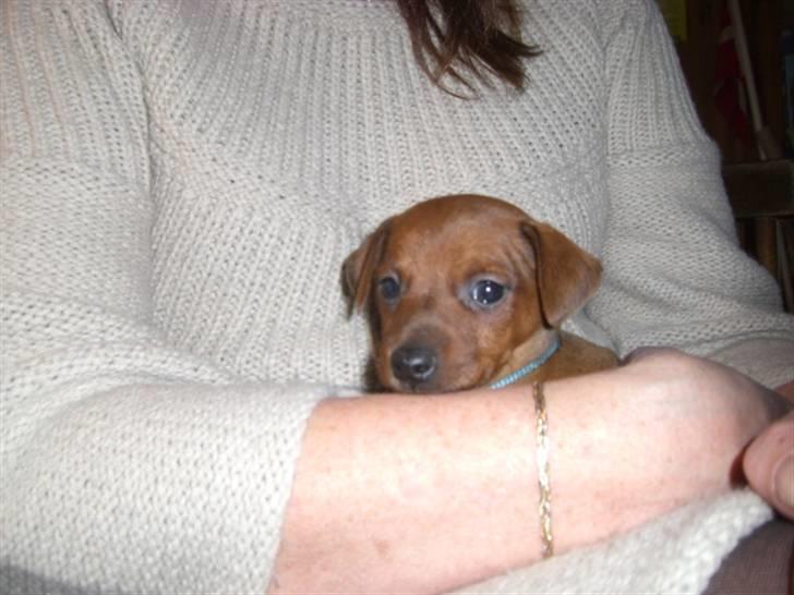 Dvaergpinscher Zorro billede 2