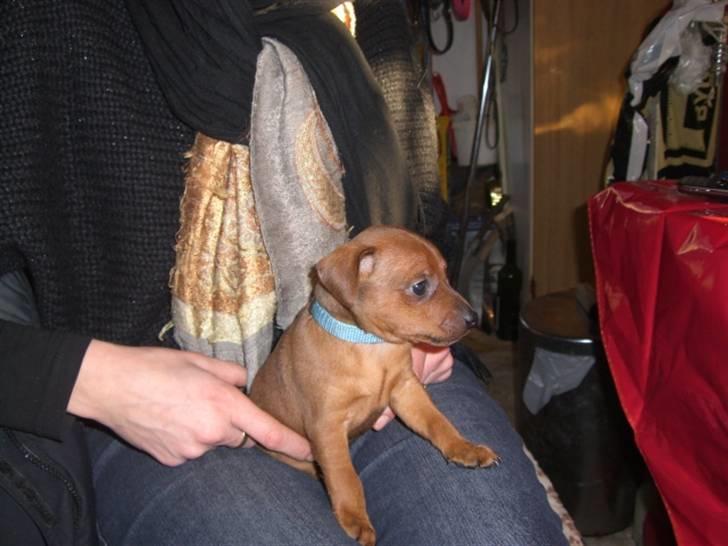 Dvaergpinscher Zorro billede 3