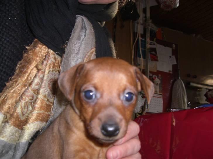 Dvaergpinscher Zorro billede 4