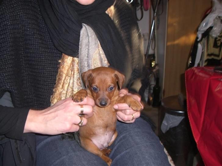 Dvaergpinscher Zorro billede 5