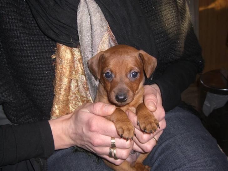 Dvaergpinscher Zorro billede 6