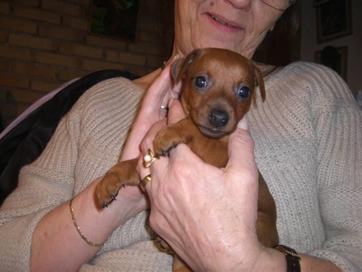 Dvaergpinscher Zorro billede 7