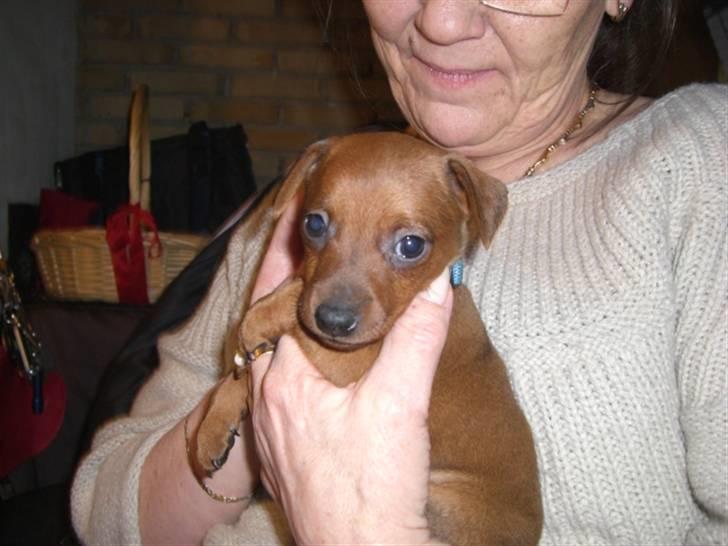 Dvaergpinscher Zorro billede 8