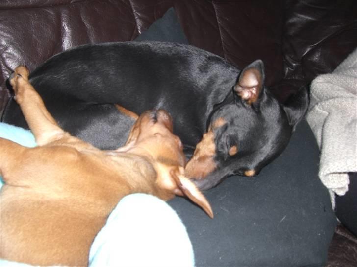 Dvaergpinscher Zorro - Så kom Zorro endelig hjem til sin storbror Aladin :)  billede 9