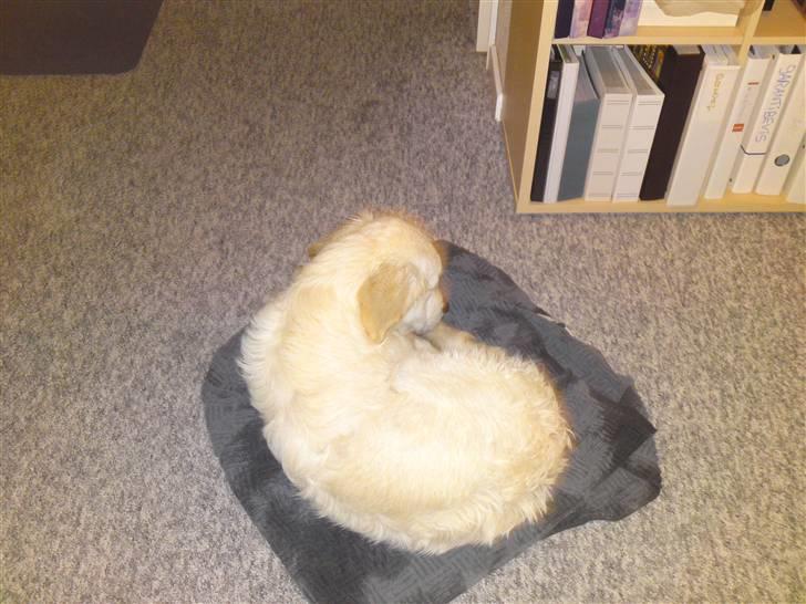 Golden retriever BALOU - jeg har lige været i bad det kan jeg godt lide.... billede 13