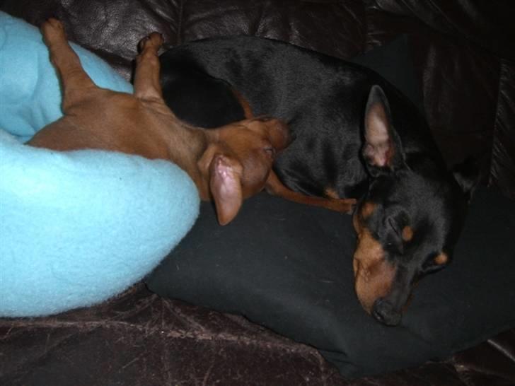 Dvaergpinscher Zorro - Og der stor-puttes.. :) billede 10