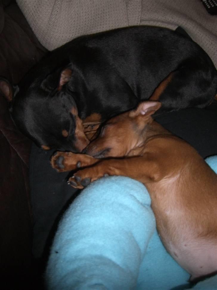 Dvaergpinscher Zorro billede 11