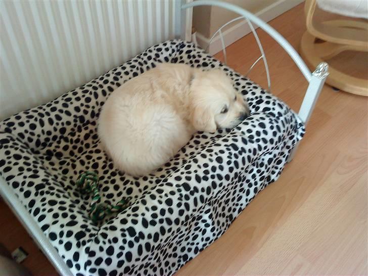 Golden retriever BALOU - har er godt. men den bliver jeg for stor til.. øv øv billede 14