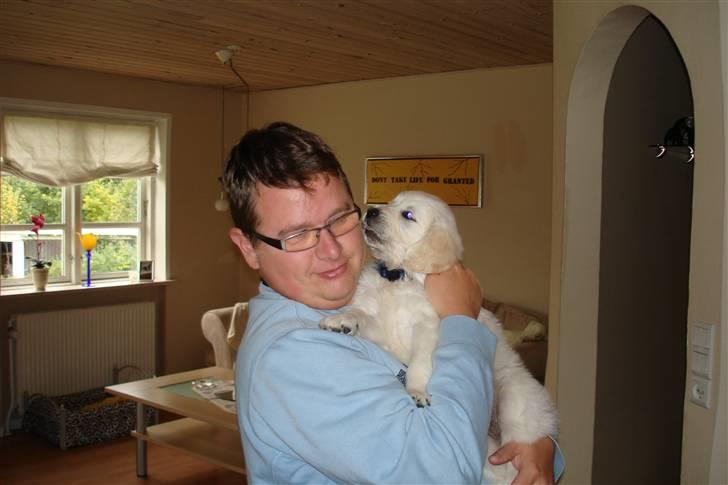 Golden retriever BALOU - ja det er godt at væer her op hos far. vov vov billede 15
