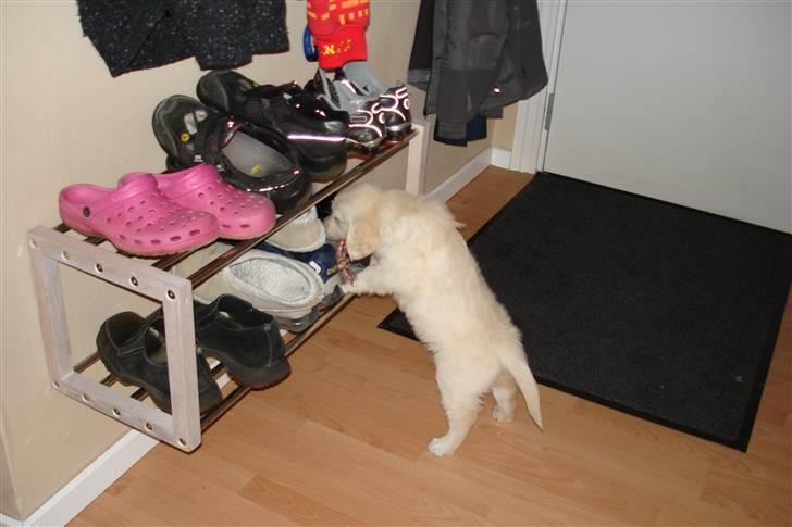 Golden retriever BALOU billede 16