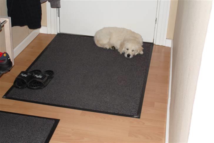 Golden retriever BALOU - venter på min mor kommer hjem fra byen af. billede 17