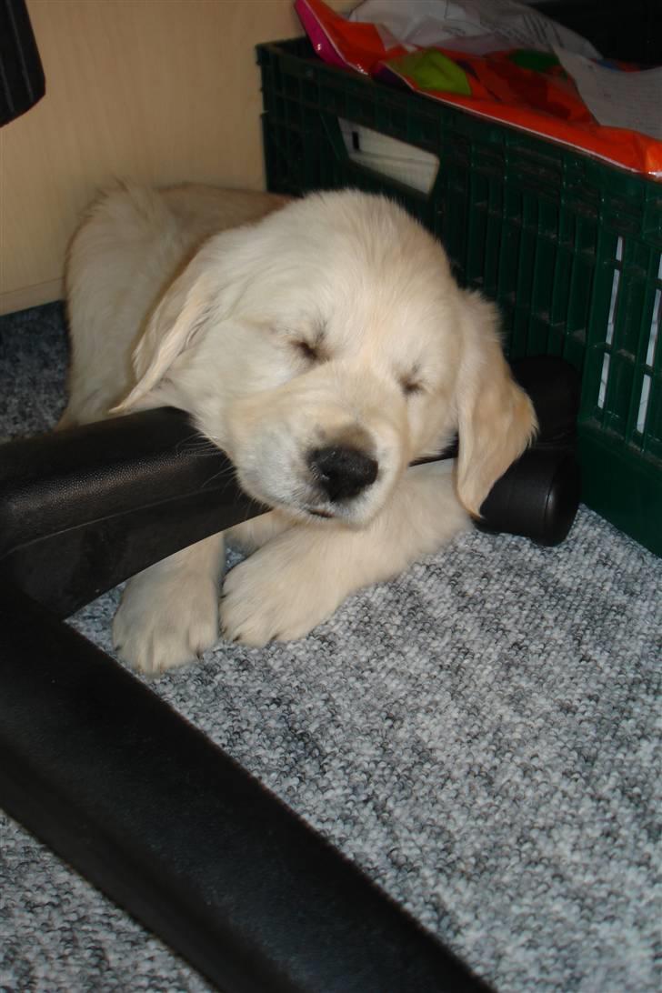 Golden retriever BALOU - er lige kommet hjem til min ny mor. billede 18