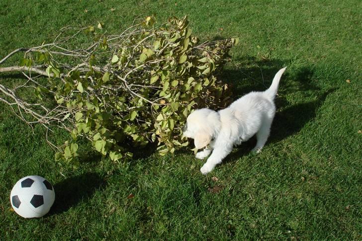 Golden retriever BALOU - elsker af gå ude i haven billede 19