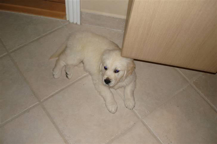 Golden retriever BALOU - der er varme i gulvet her hvor jeg er. det er godt kan i tro billede 20