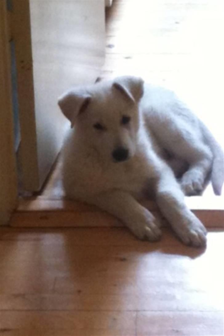 Hvid schæfer Enook billede 2