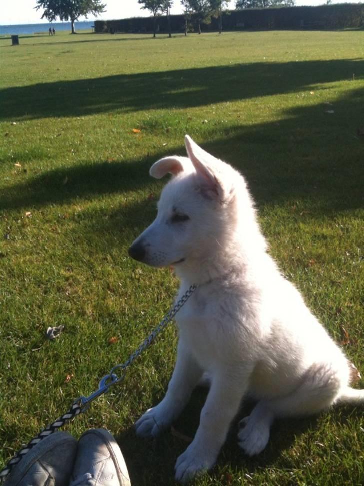 Hvid schæfer Enook billede 3