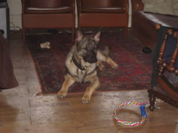 Schæferhund Kuba billede 2