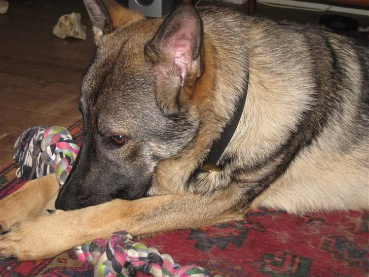 Schæferhund Kuba billede 3