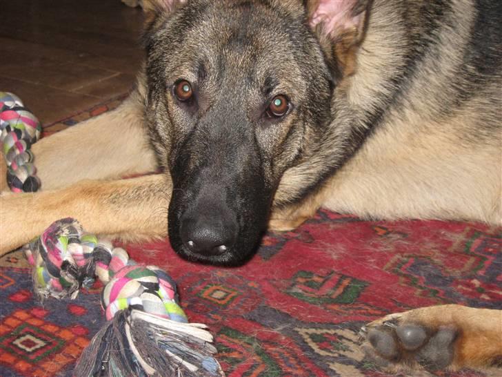 Schæferhund Kuba billede 4