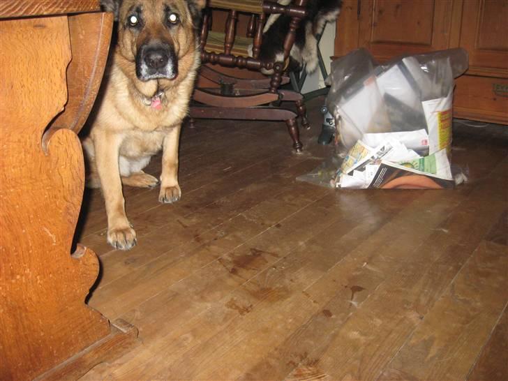 Schæferhund Lucie billede 2