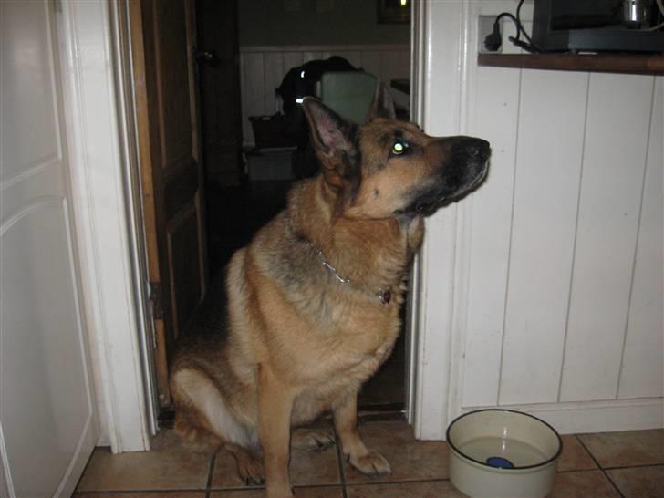 Schæferhund Lucie billede 5