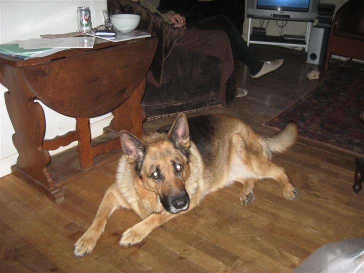 Schæferhund Lucie billede 6