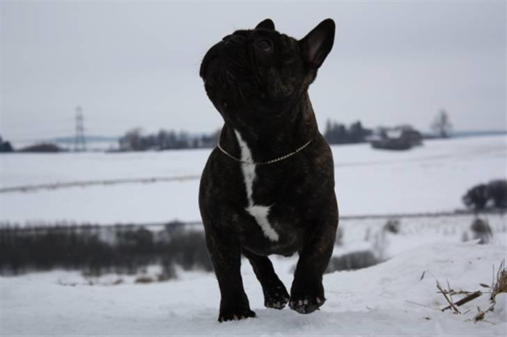 Fransk bulldog    Leibøll's Bom Bastique billede 15
