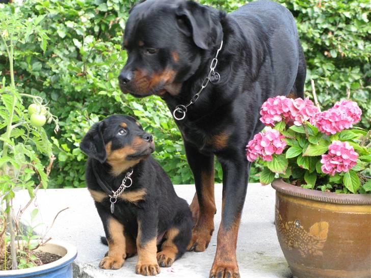 Rottweiler nico - det er Nico med min nye hund Acro billede 15