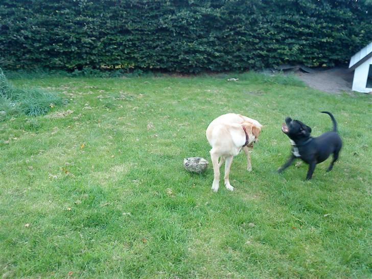 Blanding af racer Sasha billede 16