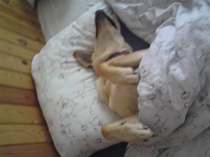 Blanding af racer Sasha billede 17