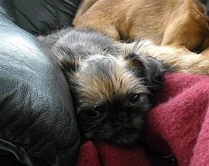 Griffon bruxellois Belle DKCH - En træt Belle billede 5