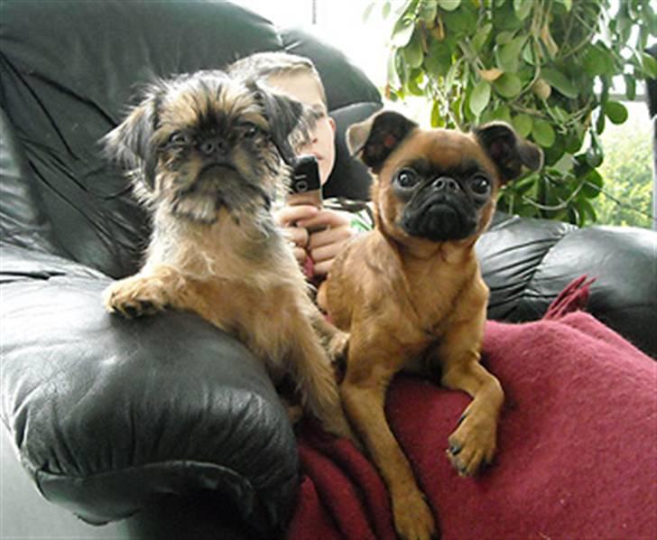 Griffon bruxellois Belle DKCH - Belle sammen med Bandit 6. februar 2010 billede 6