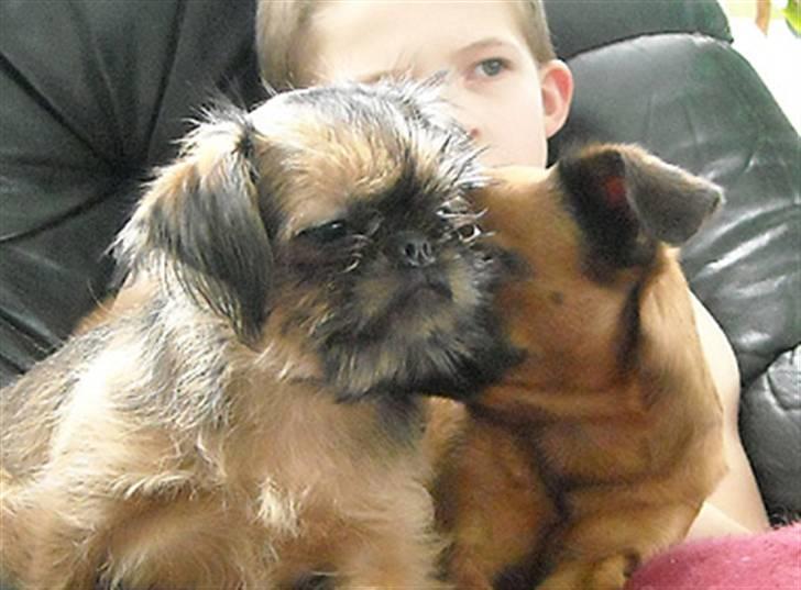 Griffon bruxellois Belle DKCH - Belle får fortalt løgnehistorier :-)) billede 7