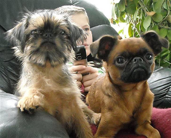 Griffon bruxellois Belle DKCH - Belle og Bandit hygger med Kaj 6. februar 2010 billede 8