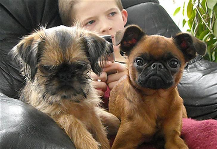 Griffon bruxellois Belle DKCH - Et meget spændende gulv dernede :-) billede 9